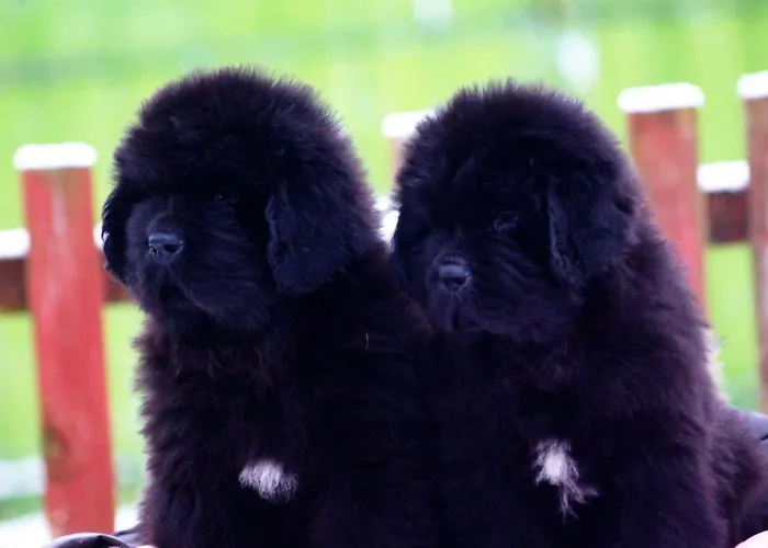 Apartment Angel Town Hall Wilna